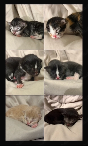   maine coon kitten 