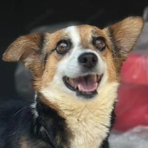 Foxy, geb. ca. 06 2024, lebt in GRIECHENLAND, auf einer privaten Pflegestelle 