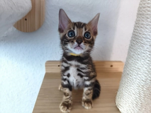 Wunderschöner Bengaljunge mit Stammbaum