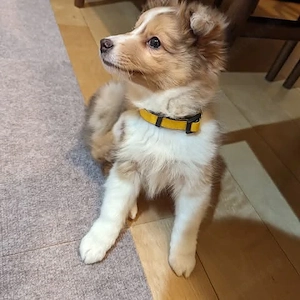Wunderschöne Sheltie-Welpen suchen ihr liebevolles Zuhause für immer   