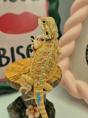 hypo Citrus NZ bartagame 