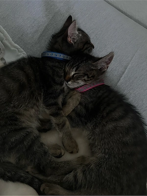Zwei kitten