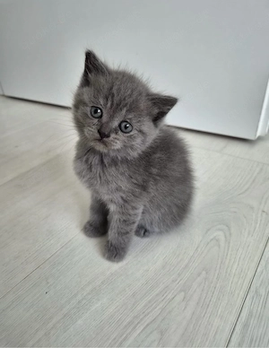 BKH kitten zu verkaufen 6 stück 3 mänlich 3 weiblich 