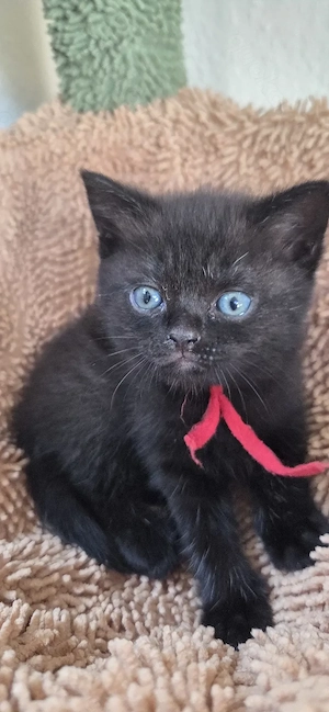 süßes BKH kitten sucht ab Mitte Juli ein liebevolles Zuhause 