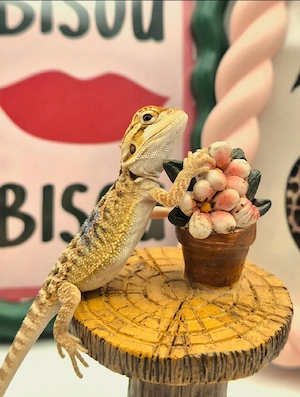hypo citrus tiger NZ bartagame 