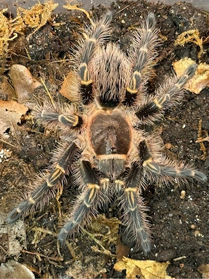 Vogelspinnen Avicularia, Ybyrapora und weitere