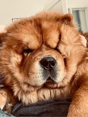 Chow Chow Rüde (5 Jahre) in liebevolle Hände abzugeben Bild 4