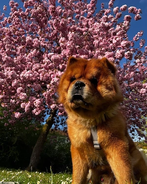 Chow Chow Rüde (5 Jahre) in liebevolle Hände abzugeben Bild 3