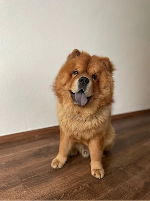 Chow Chow Rüde (5 Jahre) in liebevolle Hände abzugeben Bild 2