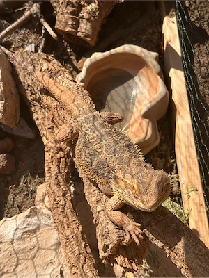 Bartagame (männlich) sucht erfahrenes Zuhause