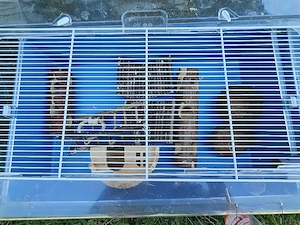 Kleintierkäfig Mäusekäfig Futtertiere 1,40m Bild 4