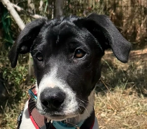 Luky - der Welpe hatte einen schwierigen Lebensanfang.Vermutlich ist er ein HerdenschutzhundMix