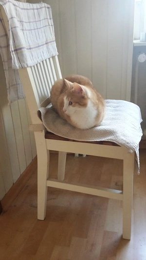 Kater dringend ab zu geben für nach draussen 