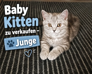  Süßes Kitten sucht ein liebevolles Zuhause 