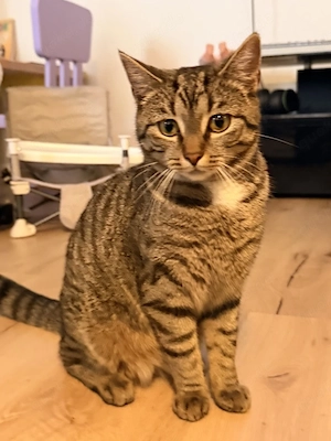 Liebevolle Katze sucht neues Zuhause