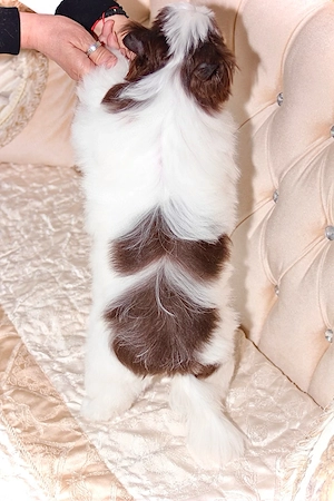 Yorkshire Terrier  Bild 6