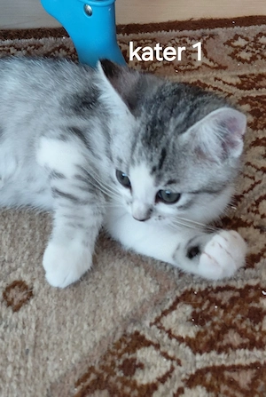 1 Bkh-Mix Kitten  