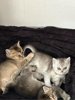 BKH Kitten