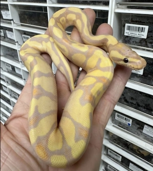 KÖNIGSPYTHON 1.0 Banana Pastel Enchi Redstripe