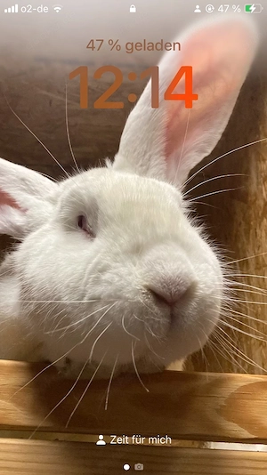 deutsche Riesen Kaninchen