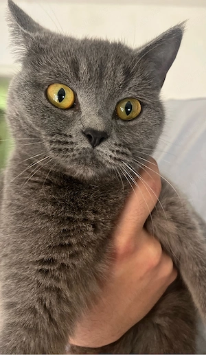    Britisch Kurzhaar Katze sucht liebevolles Zuhause   