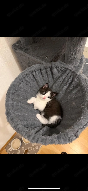 siam mix Kitten 
