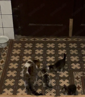 Kitten zu vergeben 