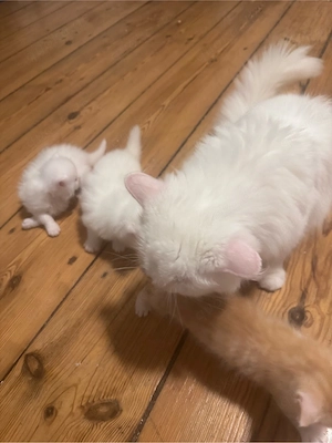 katze angora