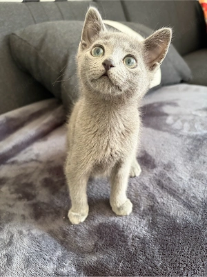 Russisch blau kitten