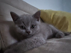 Kitten 3 Monate alt