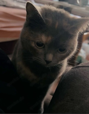 katze bkh 