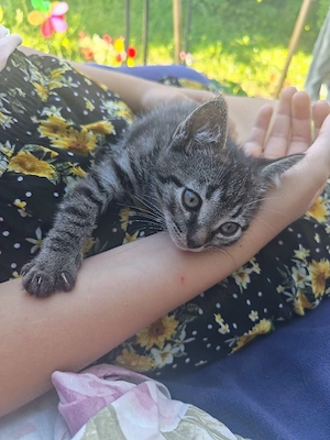 2 Katzenbabys Jungs suchen noch