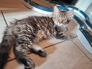xxl Maine Coon kitten 