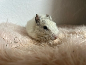 Alleinige Degudame sucht Zuhause