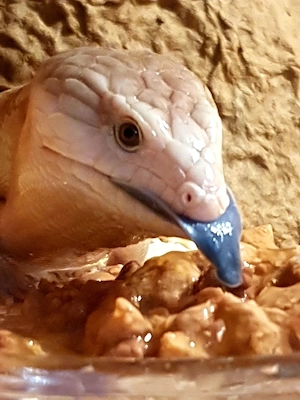 0.0.1 Blauzungenskink - Tiliqua scincoides chimaerea