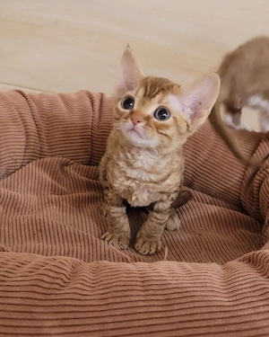 Devon Rex Kitten reinrassig 