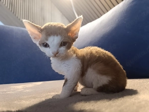 Devon Rex Kitten reinrassig 