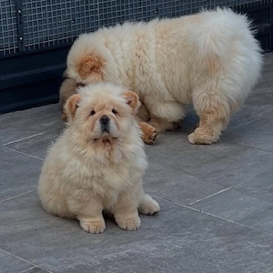 Chow-Chow-Welpen   Suchen liebevolle Zuhause
