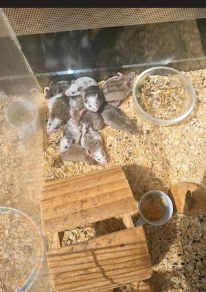 Süße Farbmäuse abzugeben