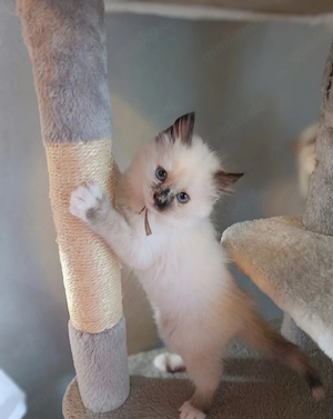 Heilige Birma Mädchen Seal Tortie Point 8 Wochen jung sehr kinderlieb 