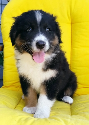 Wir sind Australian Sheperd Welpen und suchen ein liebevolles Zuhause