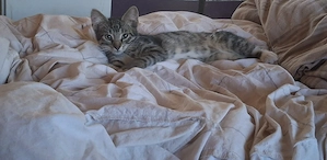Stubentiger sucht viel Liebe 