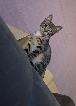 Bezauberndes Katerchen 