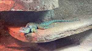Blaustachelleguan mit Terrarium und Zubehör