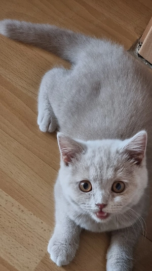Britisch Kurzhaar Kitten mit Stammbaum 
