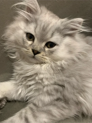 Süsse Katzenbabys 12 Wochen jung 