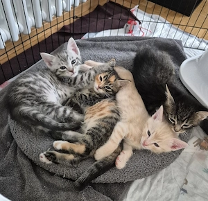 Katzen suchen neues Zuhause 