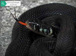1.0 NZ 14 Thamnophis eques cuitzeoensis Strumpfbandnatter 