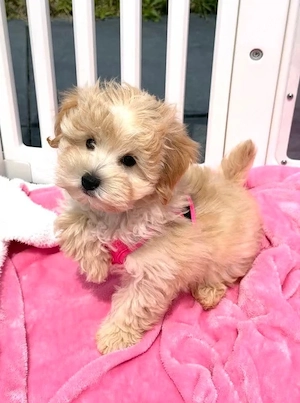 gezonde Maltipoo pups met garantie