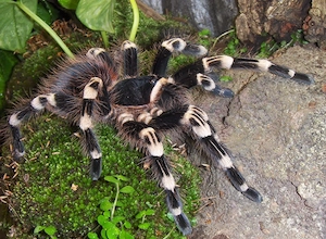 Vogelspinnen  Acanthoscurria  geniculata Weibchen